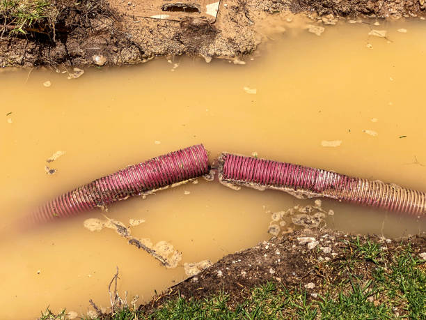 Best Professional water damage repair  in Ramsey, MN